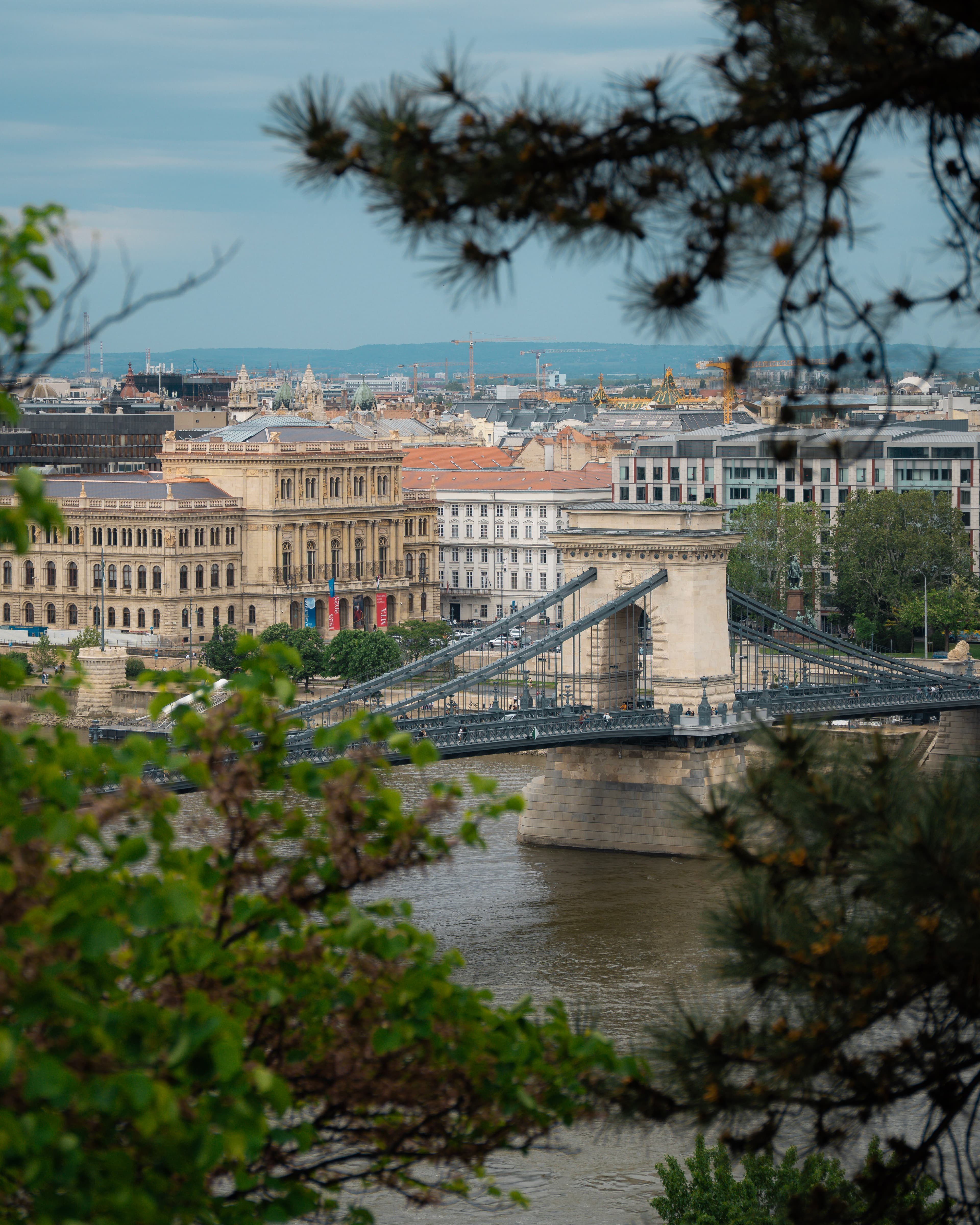Dog looking at camera